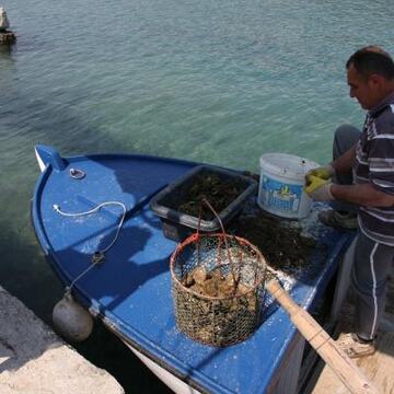 Slike Doli