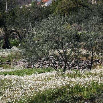 Slike Doli