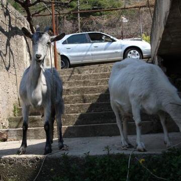 Slike Doli