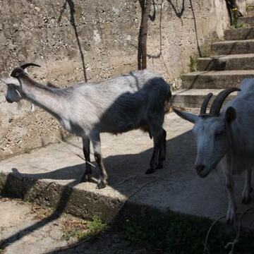 Slike Doli