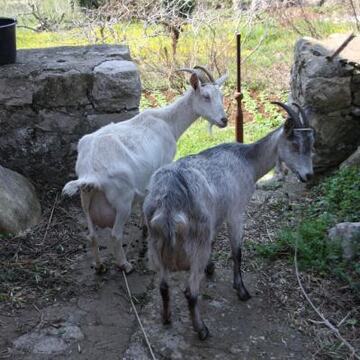 Slike Doli